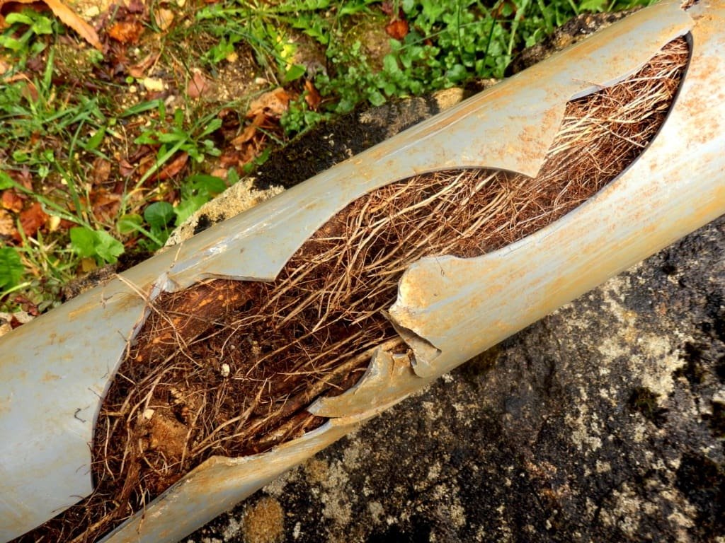 drain damaged filled with treee roots
