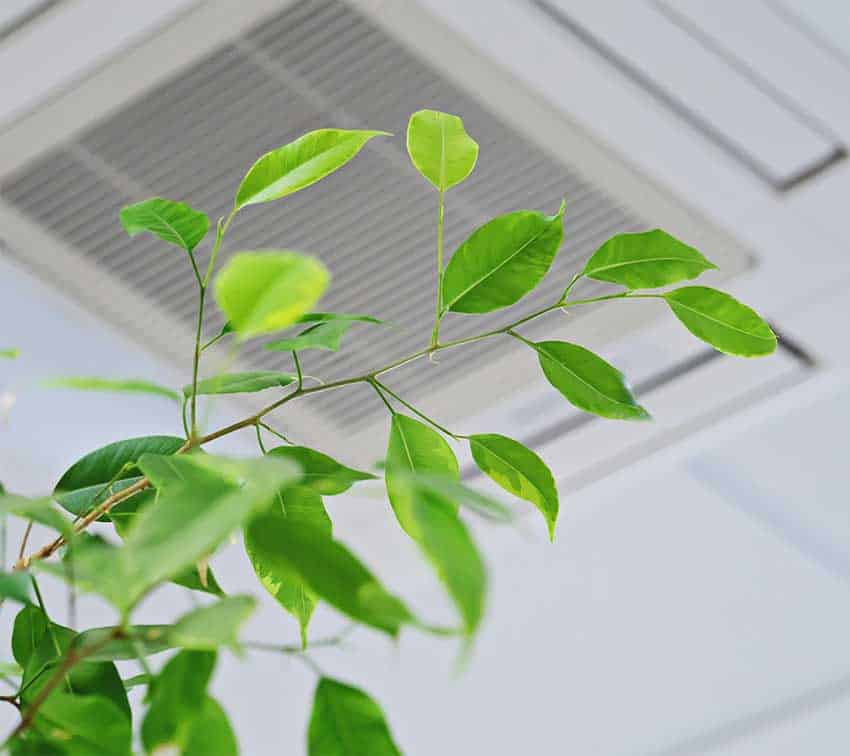 breath-fresh-air-