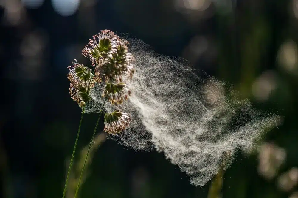 pollen-eruption-alergy-season-indoor-air-quality