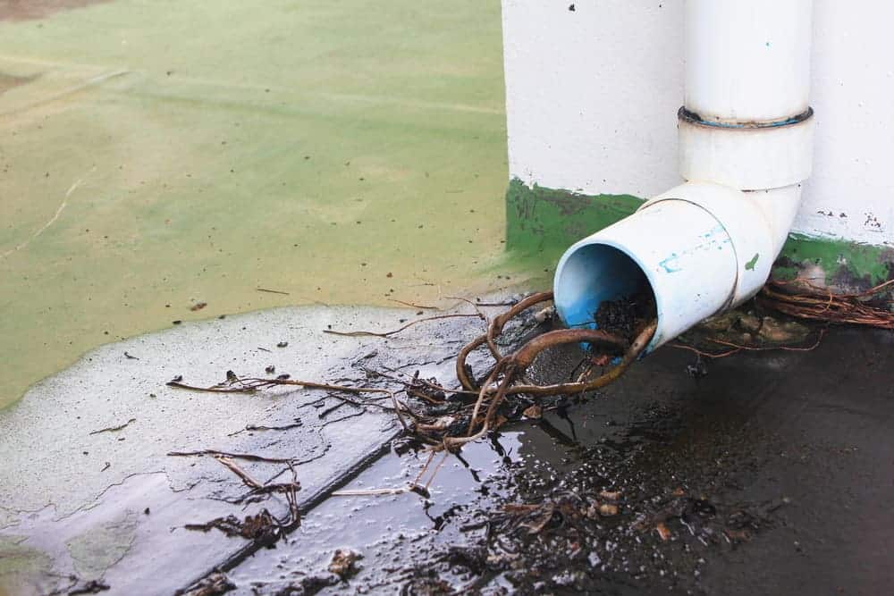 roots growing in pipes
